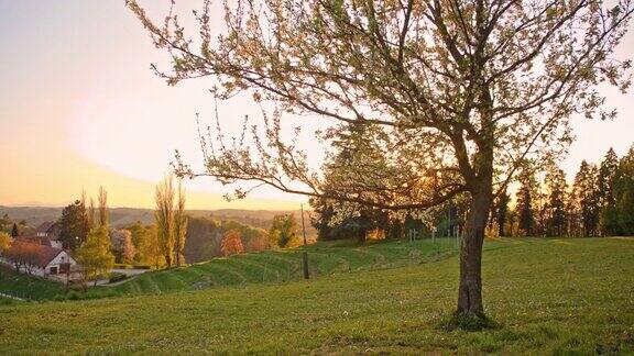 日落时分山上的一棵开花的树