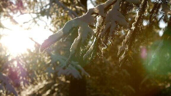 清晨的阳光下杉树上覆盖着白雪