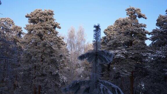 松枝上覆盖着白霜冬天的背景树在霜冻