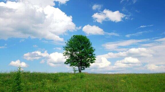 单身孤独的树