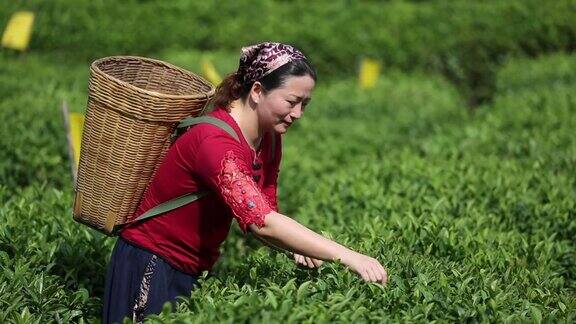 在茶园里捡拾茶叶的妇女