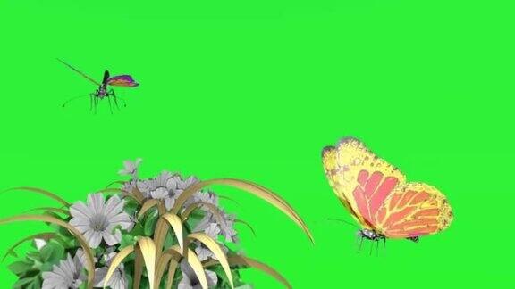 蝴蝶在绿幕上飞舞