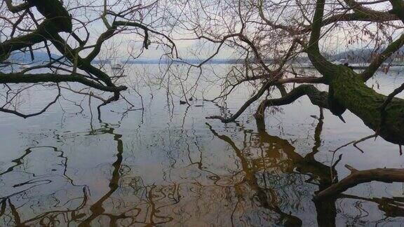 树干在湖水中的倒影多莉在
