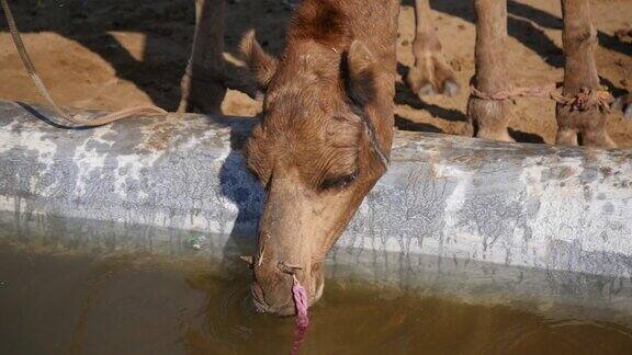 印度村庄里口渴的骆驼靠近水缸喝水