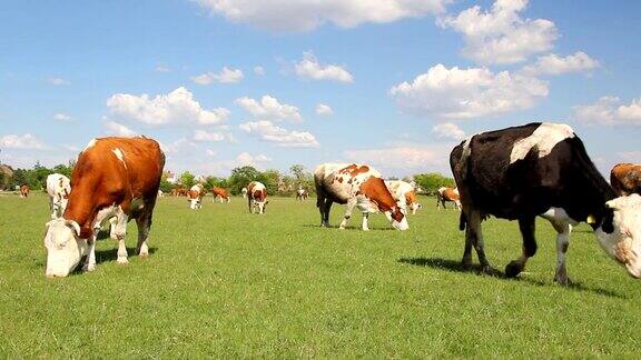 绿色草地上的牛