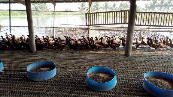群鸭农场泰国传统农场4K超高清
