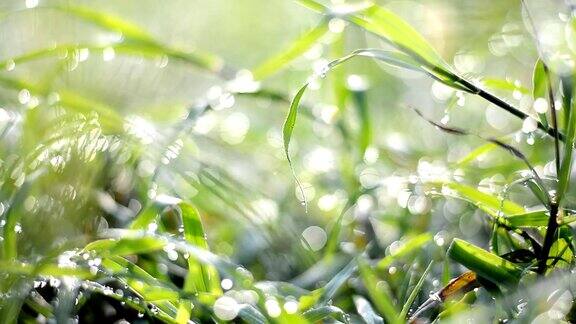 美丽的露珠在清晨的雨后水滴的叶子和草