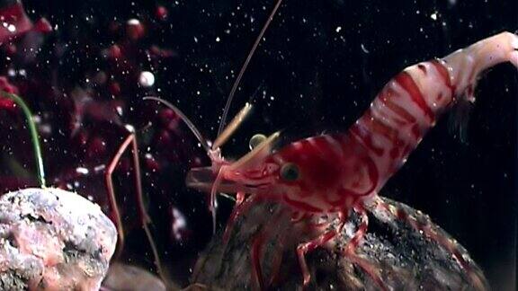 俄罗斯白海海底红虾蒙面觅食