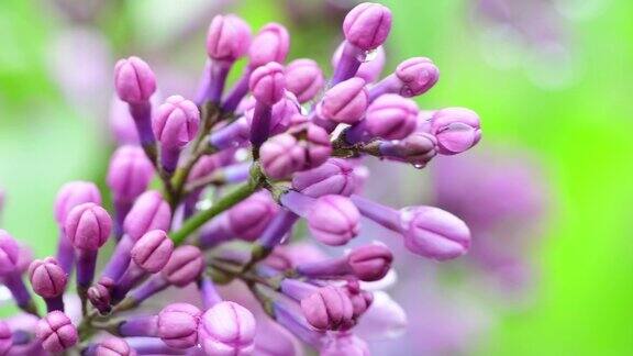 大自然的春天花园里紫色盛开的丁香在雨下4k视频近距离微距