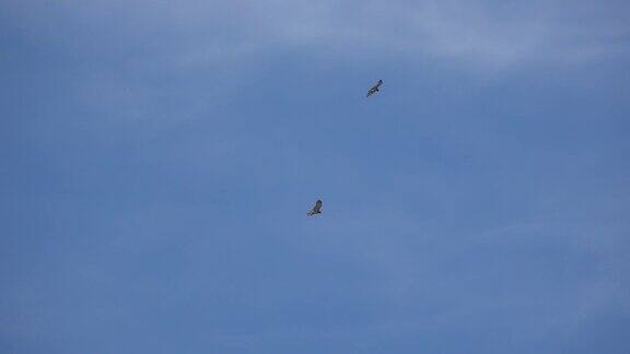 两只猛禽仍在飞翔低角度观