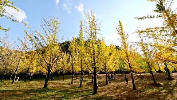黄色的银杏树在秋日的森林里蓝天在洪川