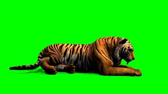 老虎躺着环顾四周绿屏