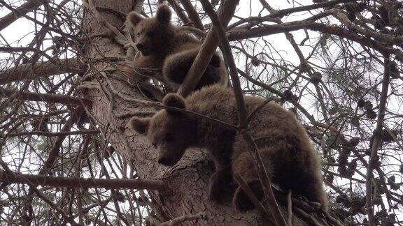可爱的棕熊宝宝爬上树