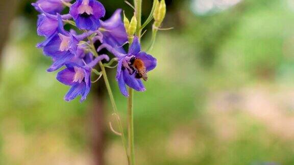 在夏日阳光明媚的花园里辛勤劳作的小大黄蜂在采集紫飞燕草(飞燕草)的花粉