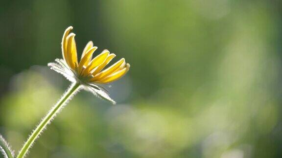 黄色阳光下的洋甘菊花盛开在夏天的花坛在绿色阳光明媚的花园