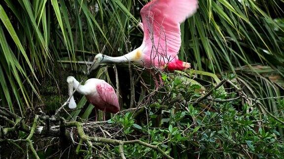 玫瑰色琵鹭一对雄鸟和雌鸟筑巢