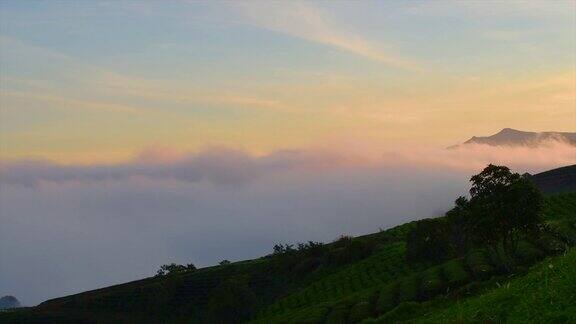 这是一个早晨在林东省的高达茶园美妙的风景浪漫的风景