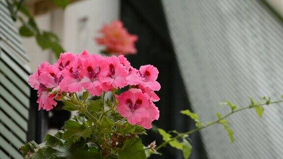 安达卢西亚的阳台鲜花