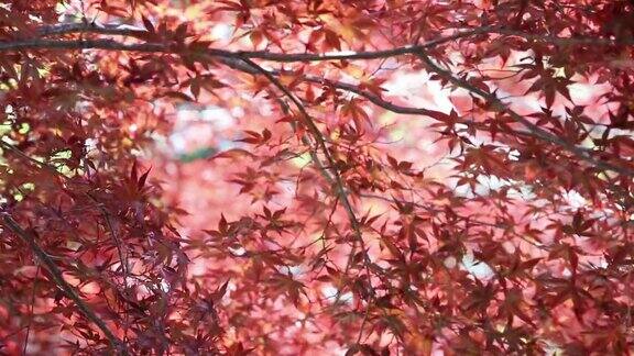 红红的枫叶秋色的背景