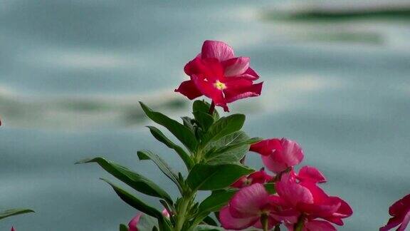 水边红花