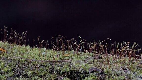热带雨林中的苔藓