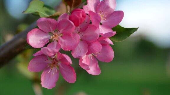 早春盛开的苹果树