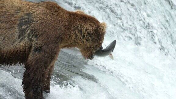 布朗熊在布鲁克斯瀑布捕捉红鲑鱼的特写-4k慢动作