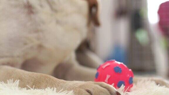 近距离观察米色拉布拉多犬的头部它躺在地板上手里拿着球看着镜头口吻和鼻子的拉布拉多犬在房间的地板上家畜及宠物