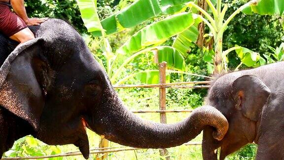 大象用鼻子打招呼