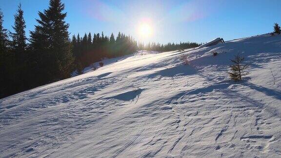 在寒冷安静的早晨冬季山林大雪后常绿松树被新落下的雪覆盖