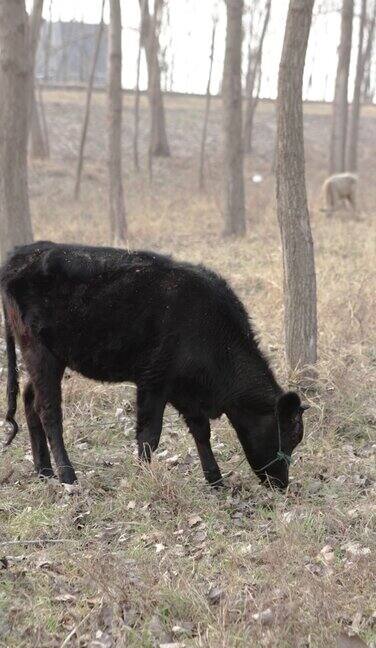 冬天户外圈养的牛吃草
