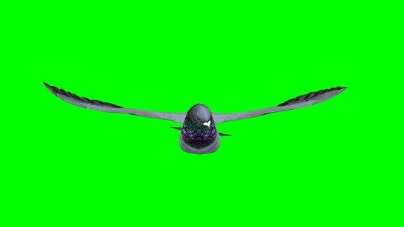 鸽子滑翔屏风(可循环)