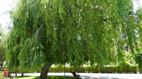 柳树垂挂垂挂在公园里的柳树高大的柳树