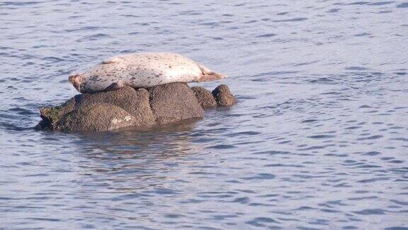 野生斑海豹在岩石上睡觉太平洋港海狮在休息加州