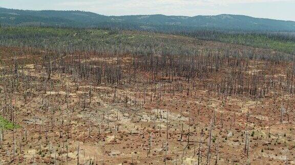 加州大火后无人机拍摄的大片烧焦区域