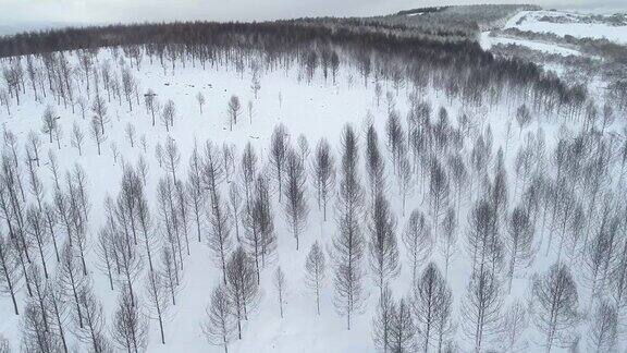 无人机的航拍视频冬季被雪覆盖的森林大火烧毁的松树林加利西亚西班牙