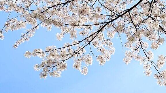 美丽的樱花映衬着蓝天花瓣随风飘落