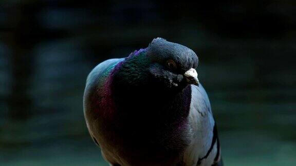 一只长着淡紫色羽毛的家鸽坐在篱笆上鸽子转过头环顾四周