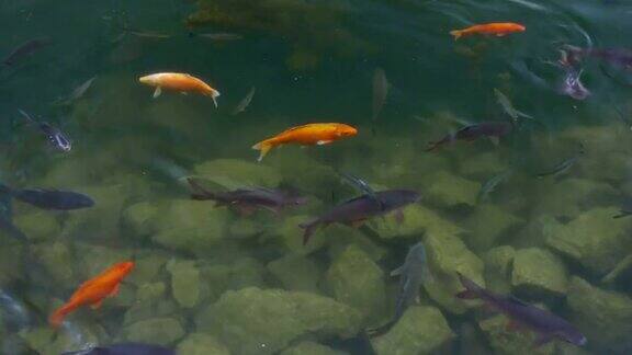 金鱼和鲤鱼在清澈的水中