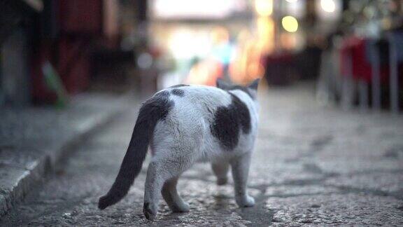 在萨拉热窝一个阳光明媚、温暖的夏日早晨猫走在老城区的街道上