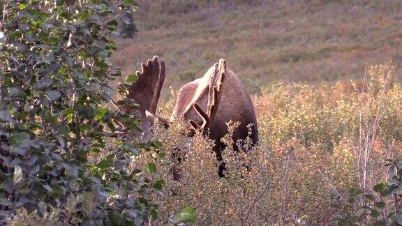 阿拉斯加育空公驼鹿在天鹅绒