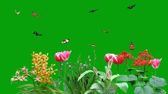 在绿色屏风背景下的花园里飞舞的蝴蝶