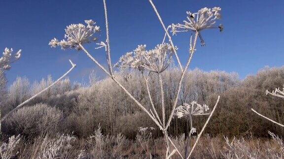 美丽的冬霜霜植物