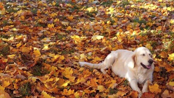 美丽的金毛寻回犬的肖像在秋天的树叶