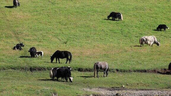 中国西藏高海拔山区的牦牛