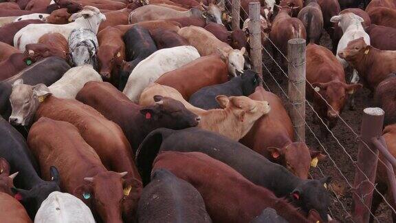 向上倾斜拍摄在饲养场的一大群牛