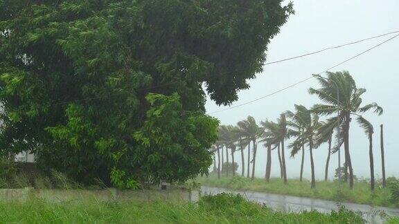 树和棕榈树在大雨和强风下热带风暴包含自然声音
