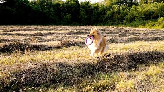 柯利牧羊犬带着玩具在绿地上奔跑