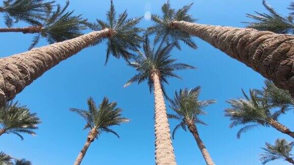 棕榈树和蓝天白云在一个美好的日子