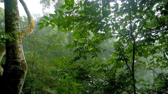 热带雨林中的热带雨